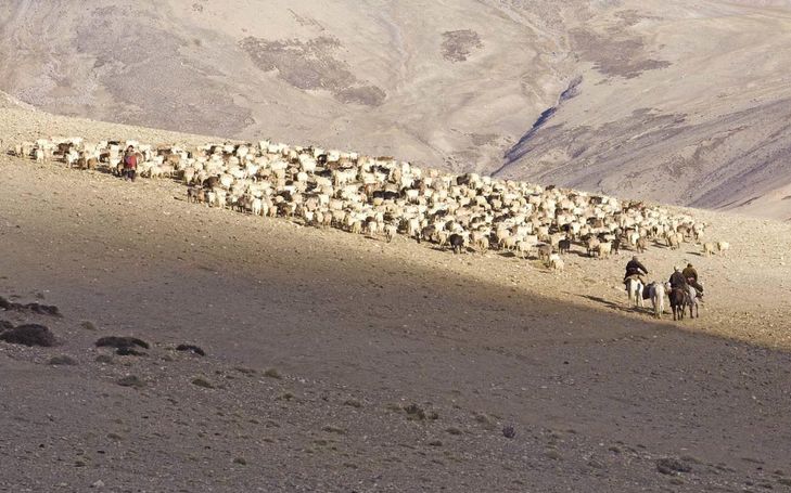 Prekäres Leben in der Hochgebirgswüste. Unterwegs mit Ladakhs Nomaden