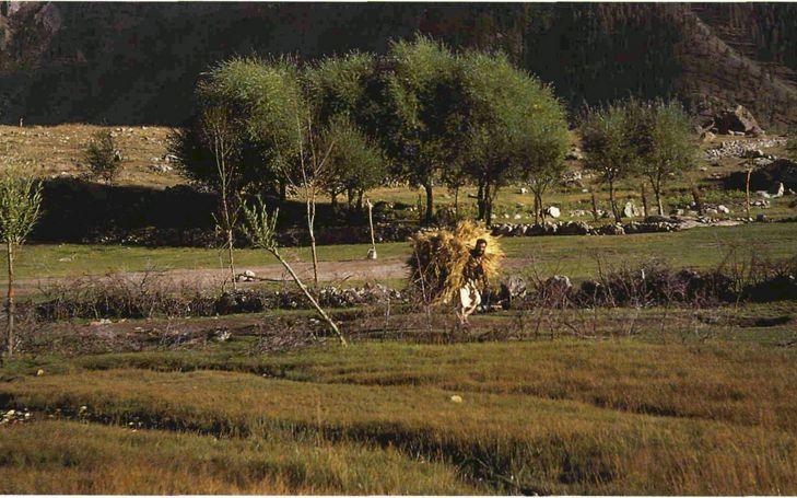 Wanderung im Reich der Karakorum-Riesen