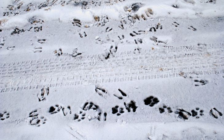 Traces de carnassiers dans la neige