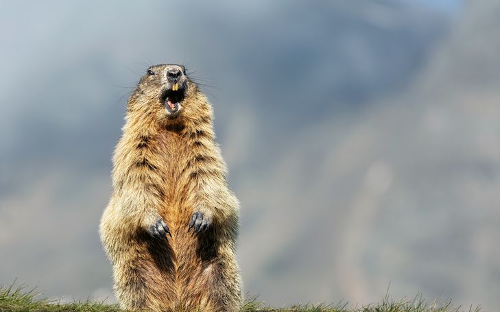 I dialetti delle marmotte
