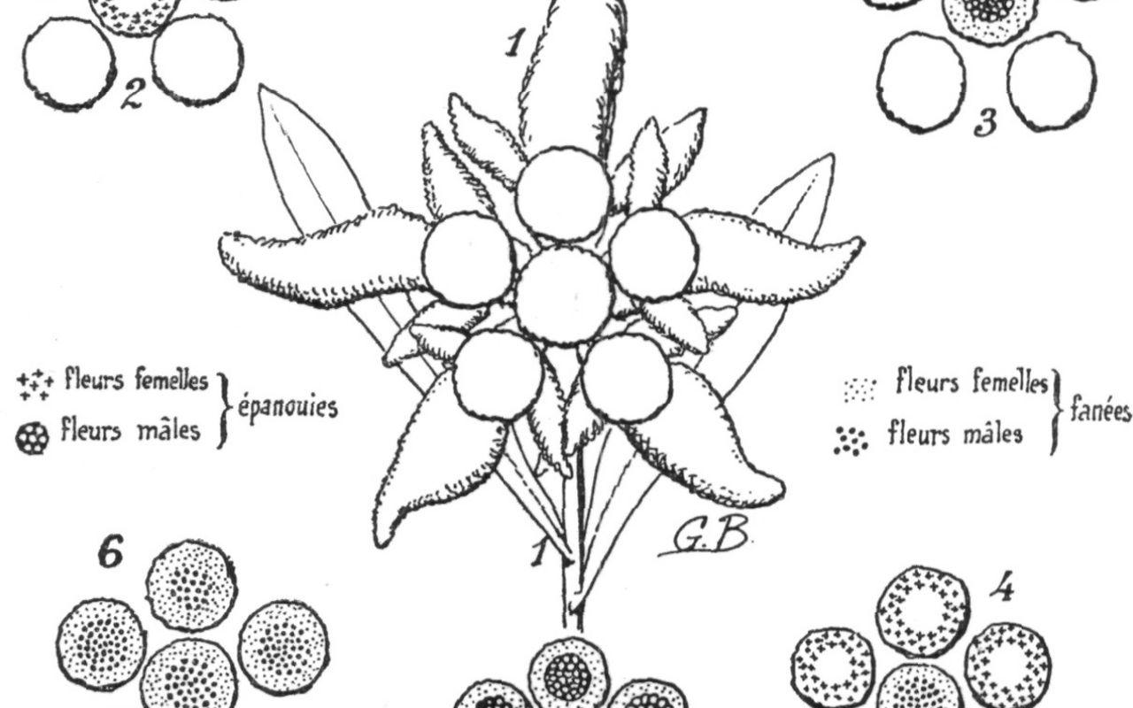 Une plante mal connue: l'Edelweiss | Club Alpin Suisse CAS