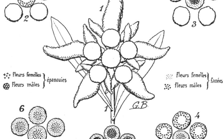 Une plante mal connue: l'Edelweiss