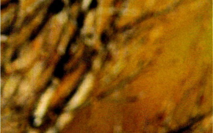 Tétras lyre (Panorama de la faune alpine: le -)