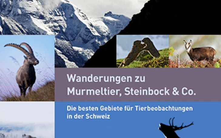 Wanderungen zu Murmeltier, Steinbock & Co. 