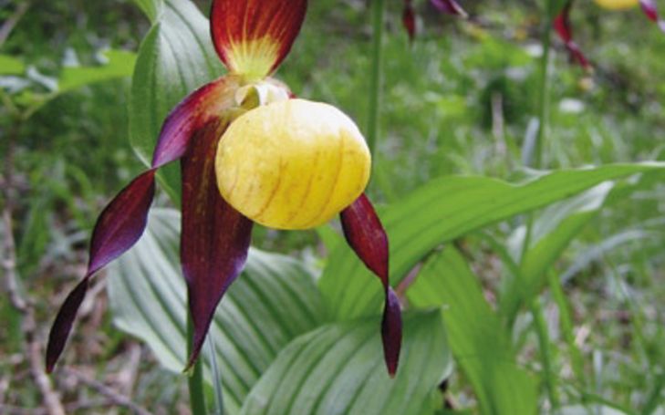 Les orchidées s'adaptent à la montagne. Plantes élégantes et résistantes