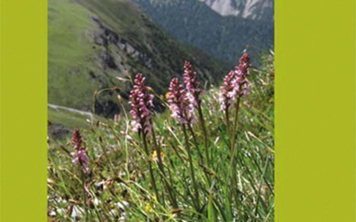 Orchideenwanderungen im Schweizerischen Nationalpark