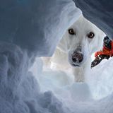 A l’école des chiens d’avalanche
