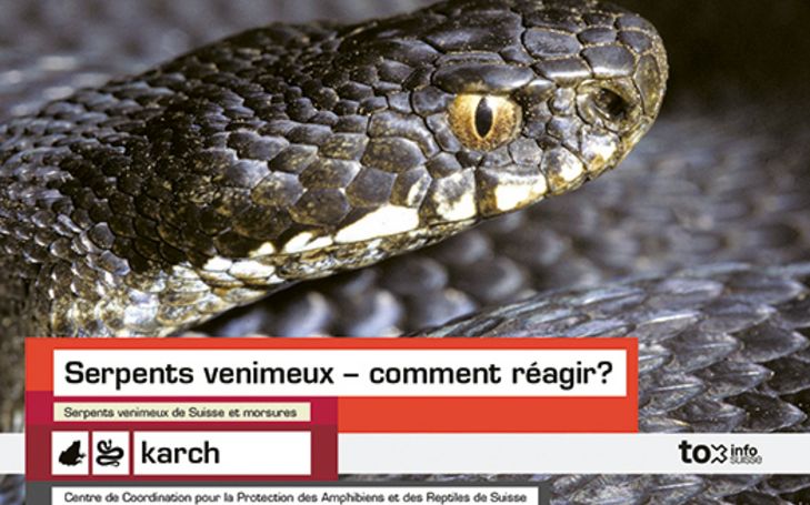 Serpents venimeux - comment réagir?