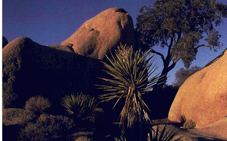 Klettern in Joshua Tree (USA)