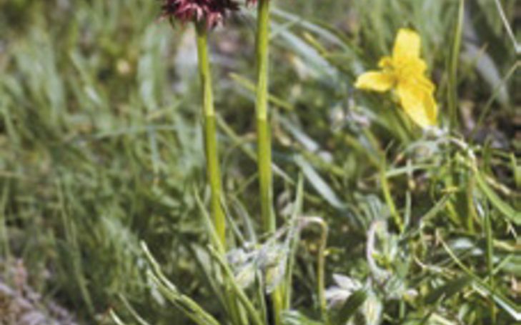 Taschenführer Alpenblumen