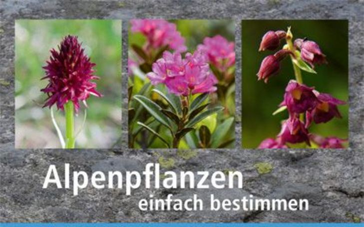 Alpenpflanzen einfach bestimmen