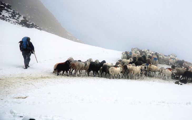Troupeaux en randonnée glaciaire. Transhumance des moutons au Schnalstal